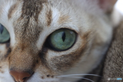 neko