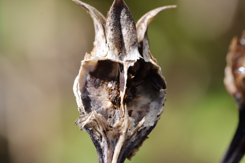 キキョウ種子鞘