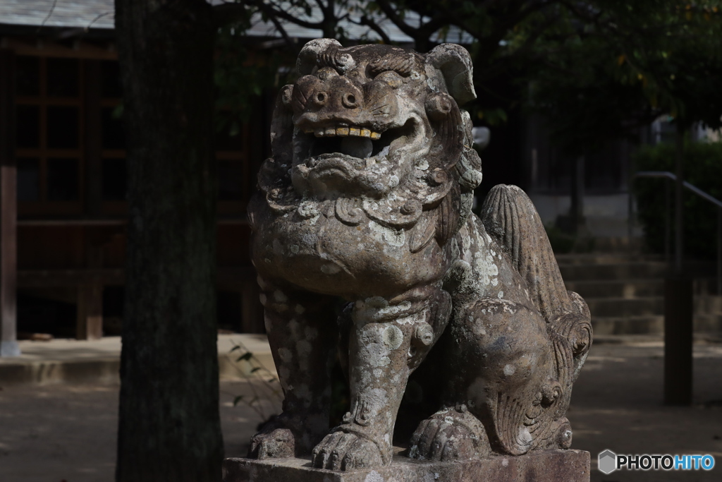 綿津見 阿形狛犬