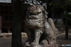 綿津見 阿形狛犬