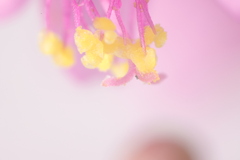 APO最大