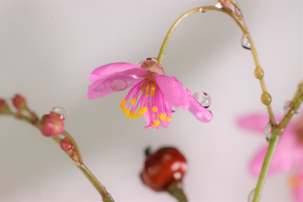 zuiko80mm1