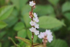桜蓼