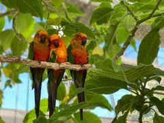 掛川花鳥園のアイドル