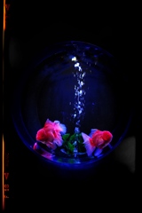 ギョっぴーε(ε*｀＾´)э