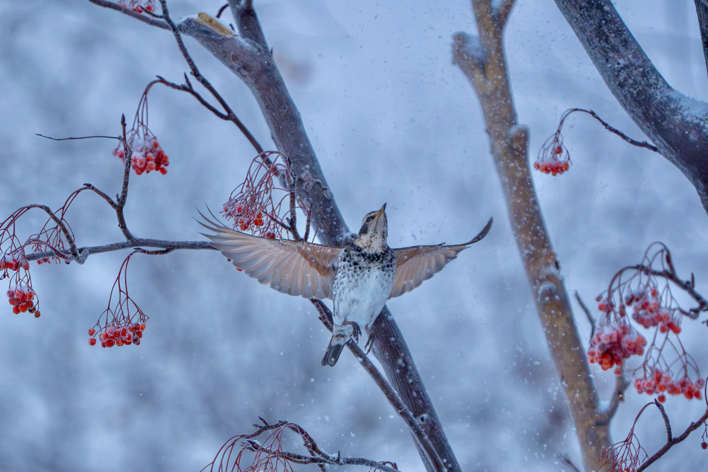 雪の朝