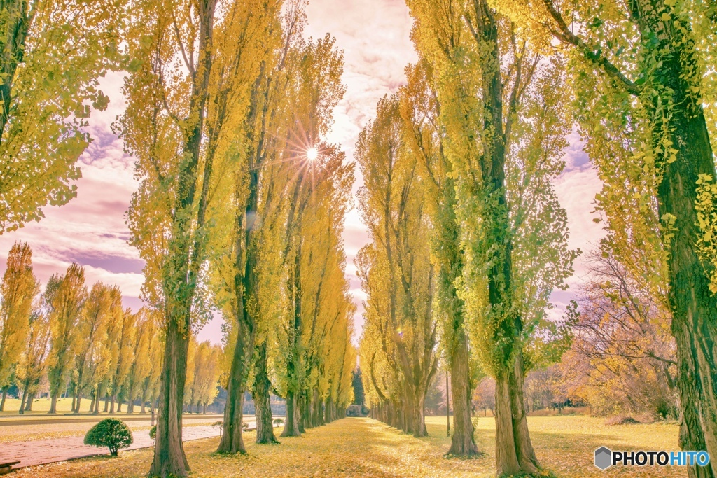 秋の日差しの中で