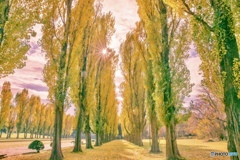 秋の日差しの中で