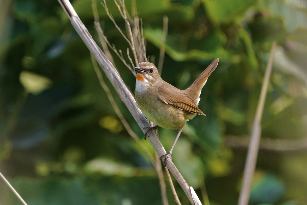ノゴマ♀
