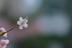 一輪