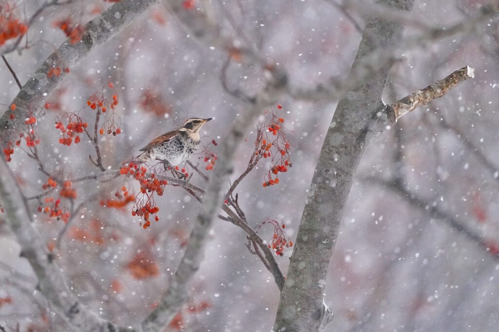 雪の日