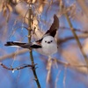シマエナガの飛び出し