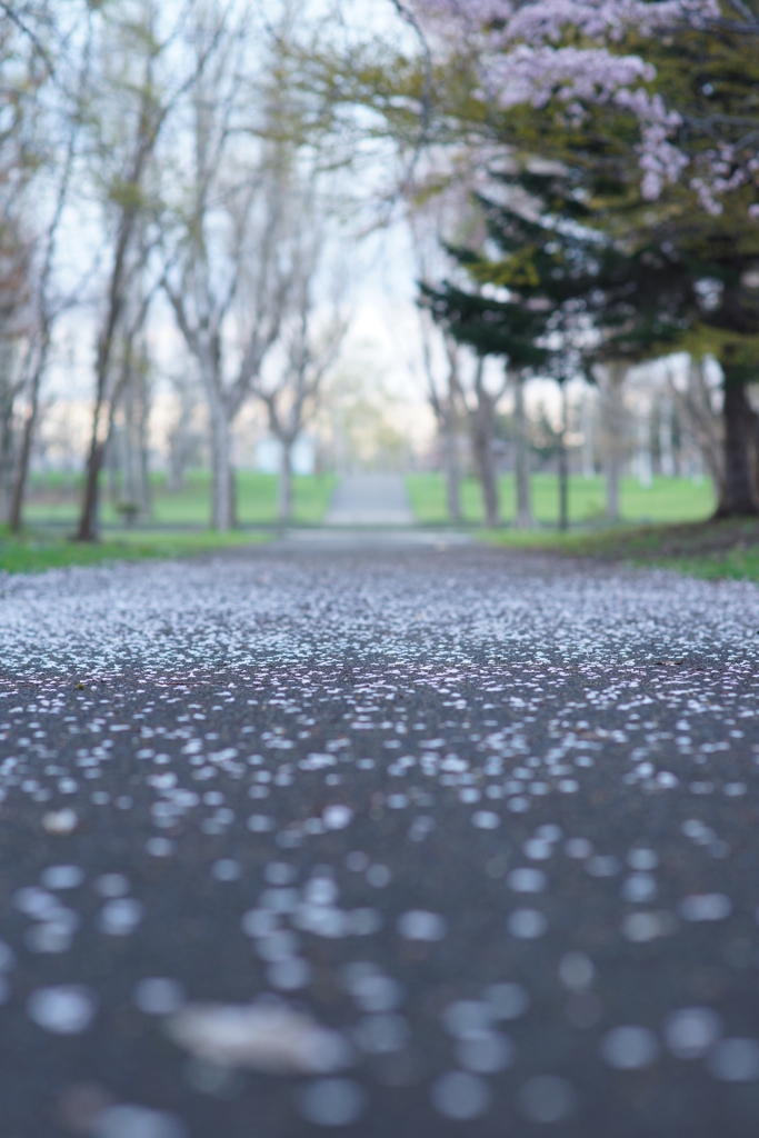 桜の道