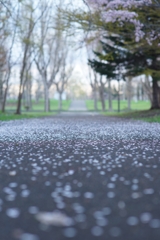 桜の道
