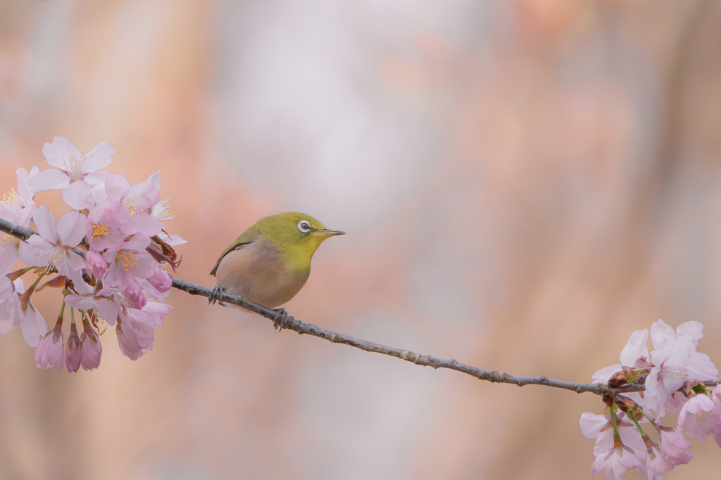 桜と目白