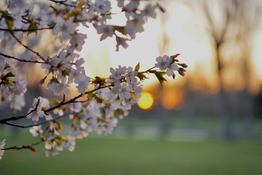 夜明けの桜