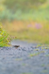 朝の小鳥