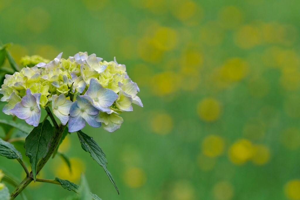 紫陽花が咲いた