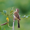 飛んでる虫をパクリ