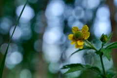 森の黄花