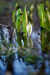 水芭蕉
