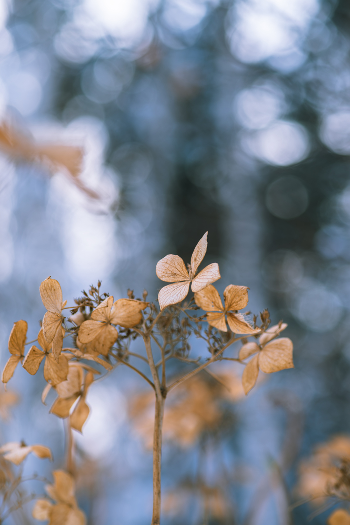 冬の紫陽花