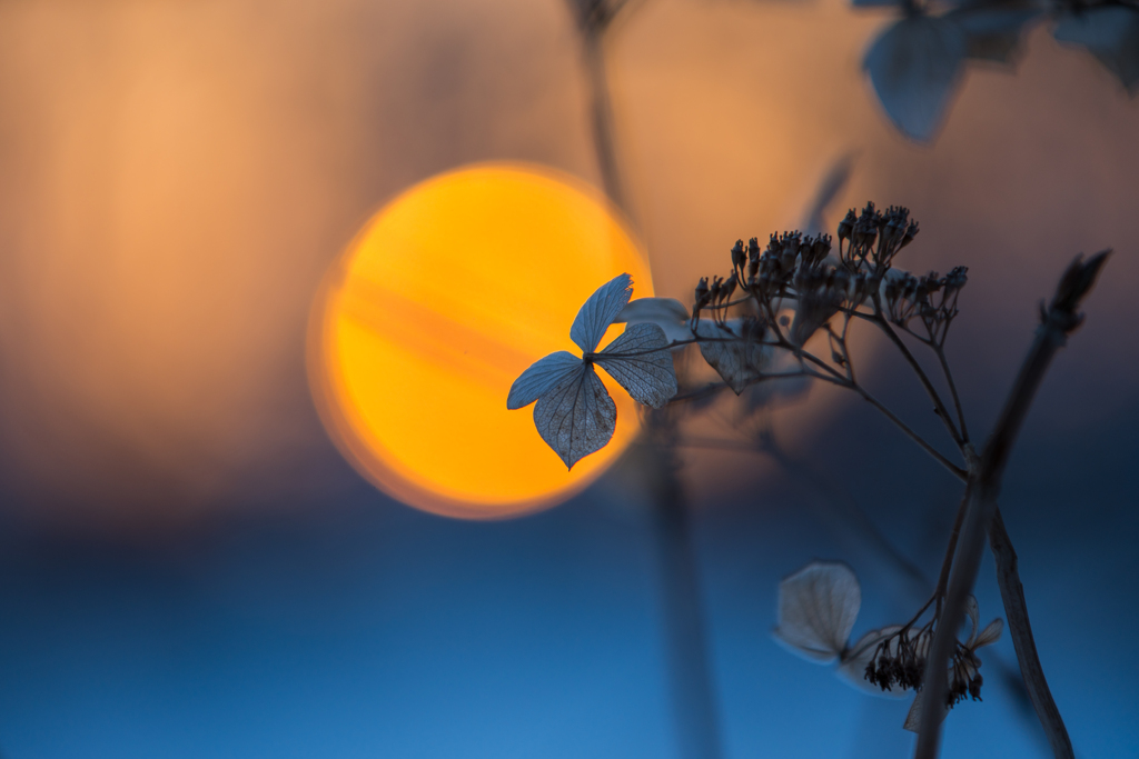 真冬の紫陽花