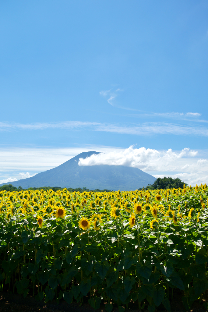 夏の羊蹄山