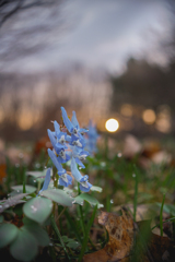 朝の光と花