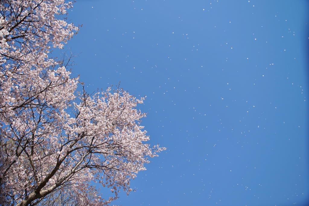 青空に舞う