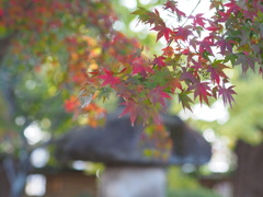 しっとり紅葉