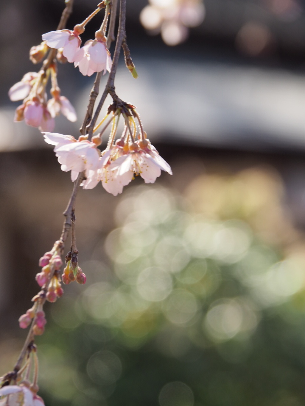 風に揺らぐしだれ桜