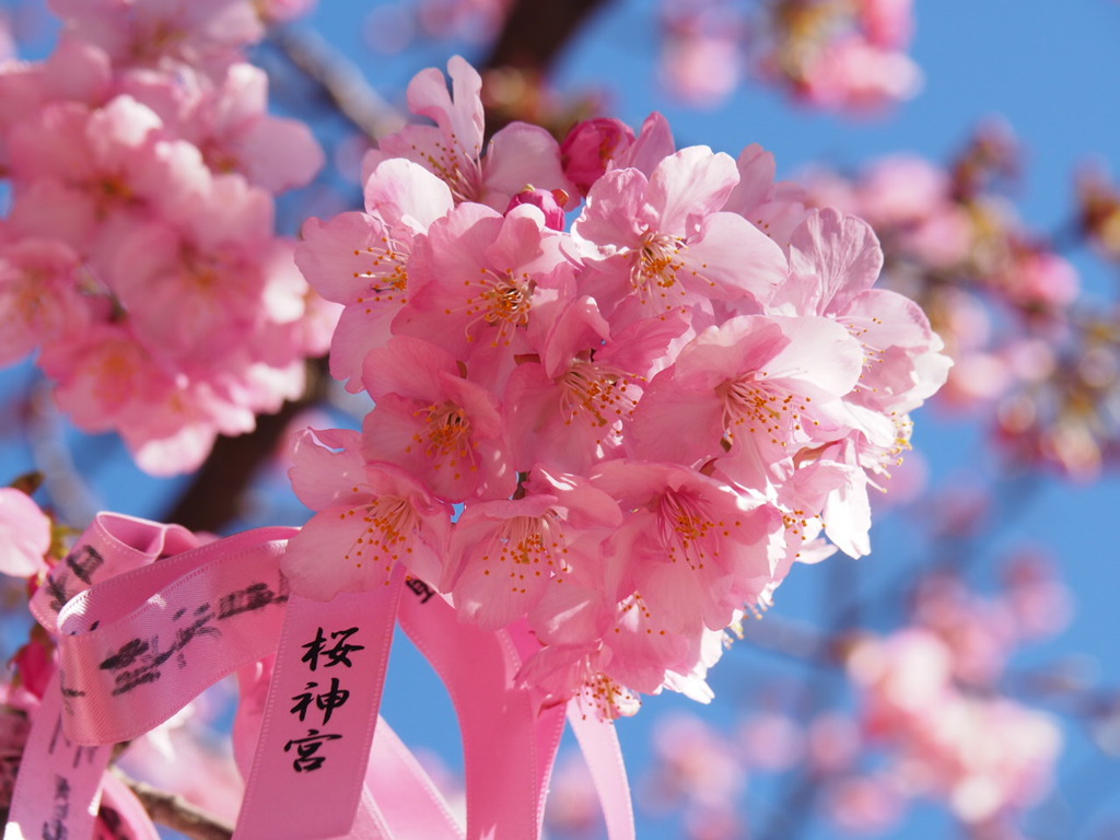ピンクの花びら