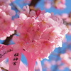 ピンクの花びら