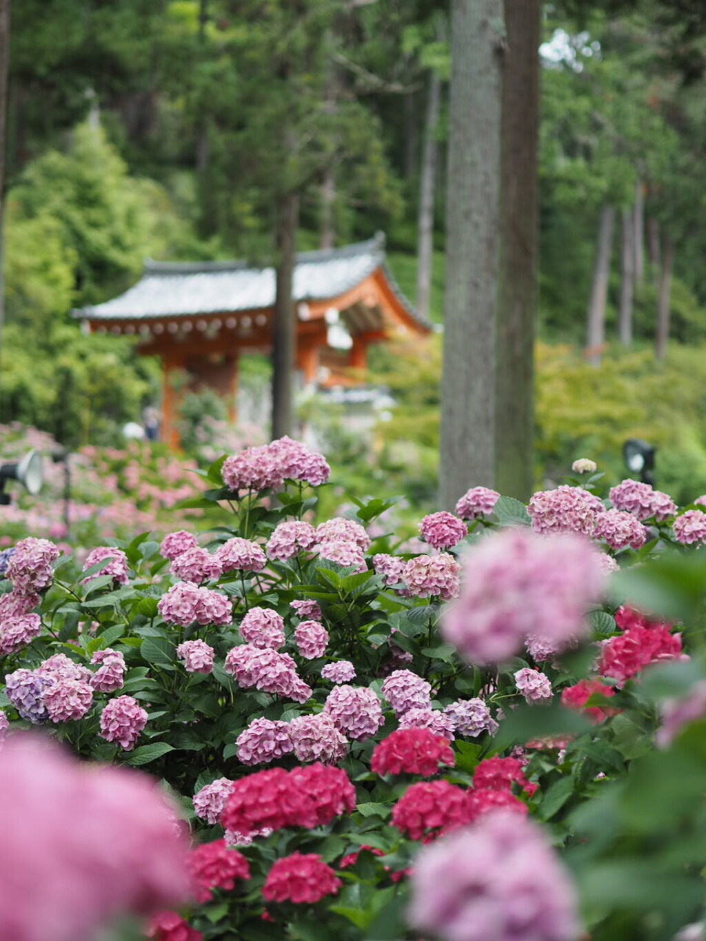 紫陽花の競演