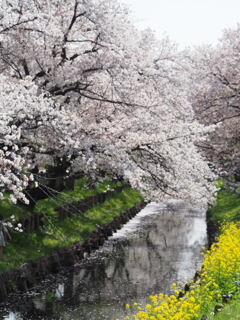 川面に散る桜