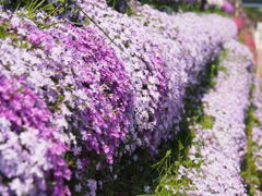 ふっくら芝桜