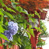 紫陽花の参道