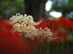 彼岸花、曼珠沙華2