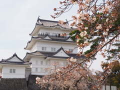 桜と松の競演