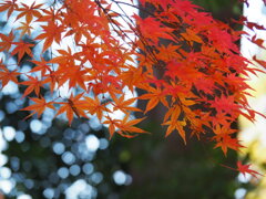 輝く紅葉