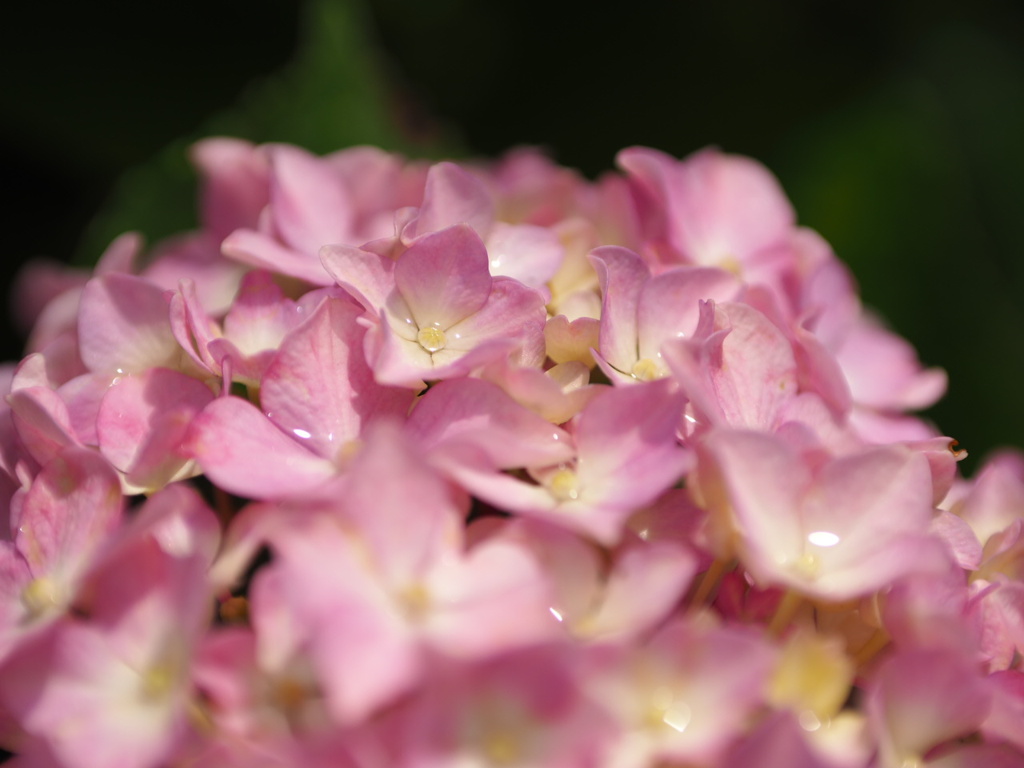 雨上がりの紫陽花