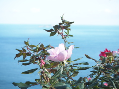 相模湾を背景に