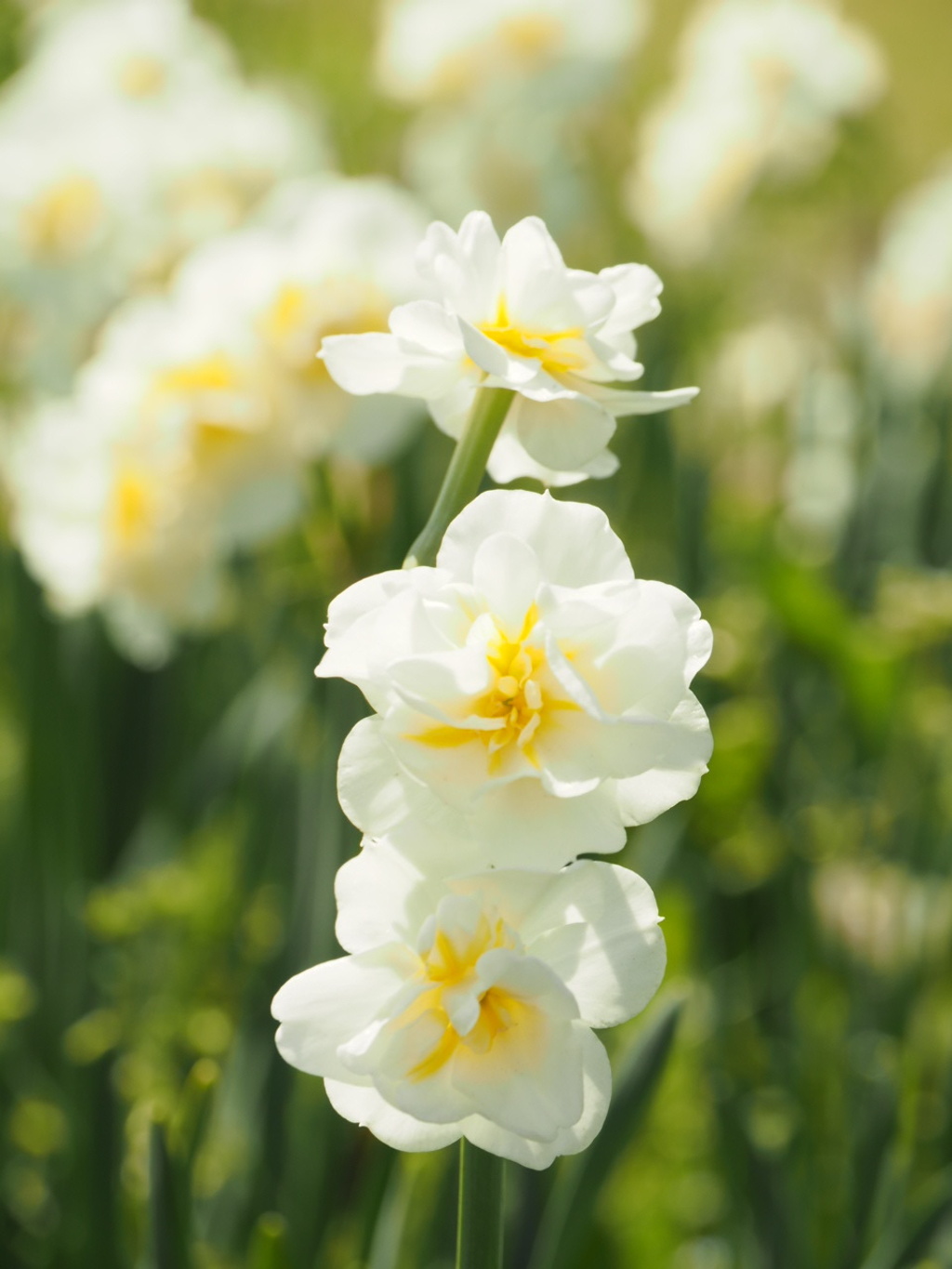 涼やかなスイセンの花