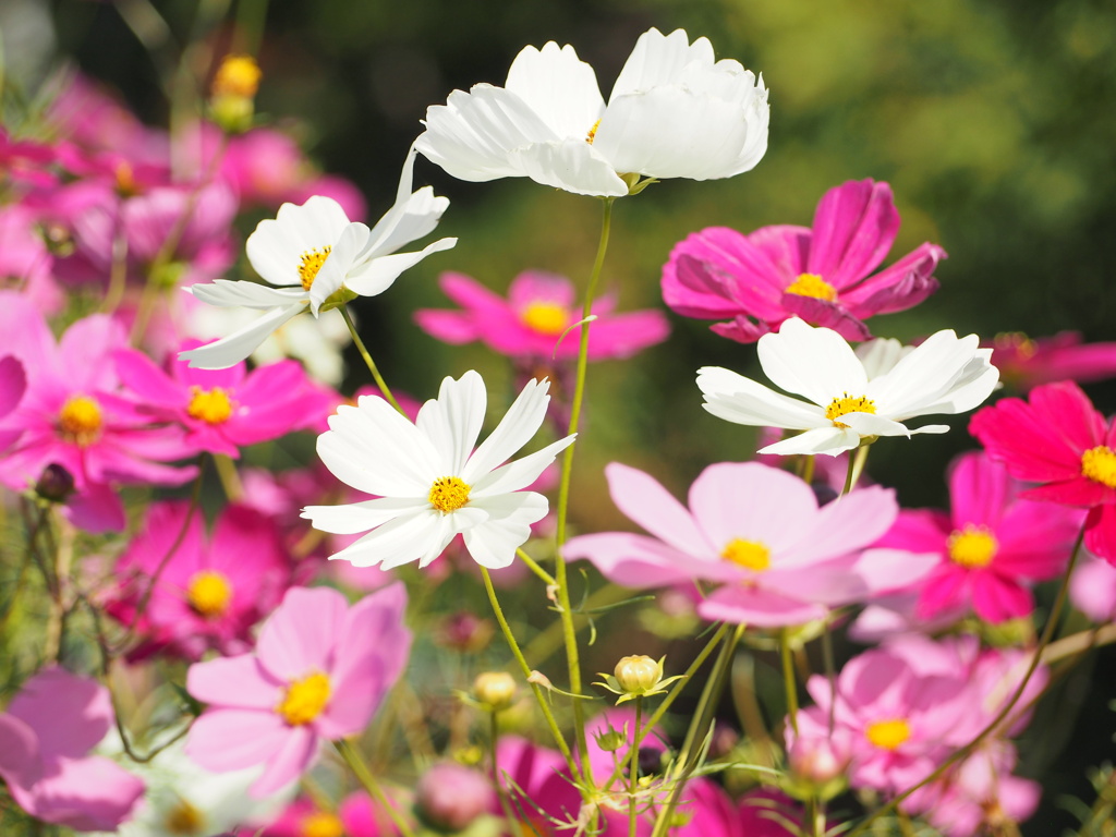 カラフル秋桜