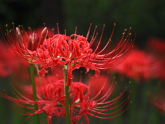 彼岸花、曼珠沙華