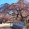 十三仏像としだれ桜