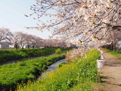 桜と菜の花のんびり散策