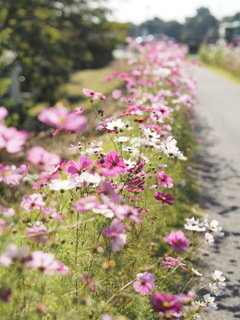 コスモスの散歩道