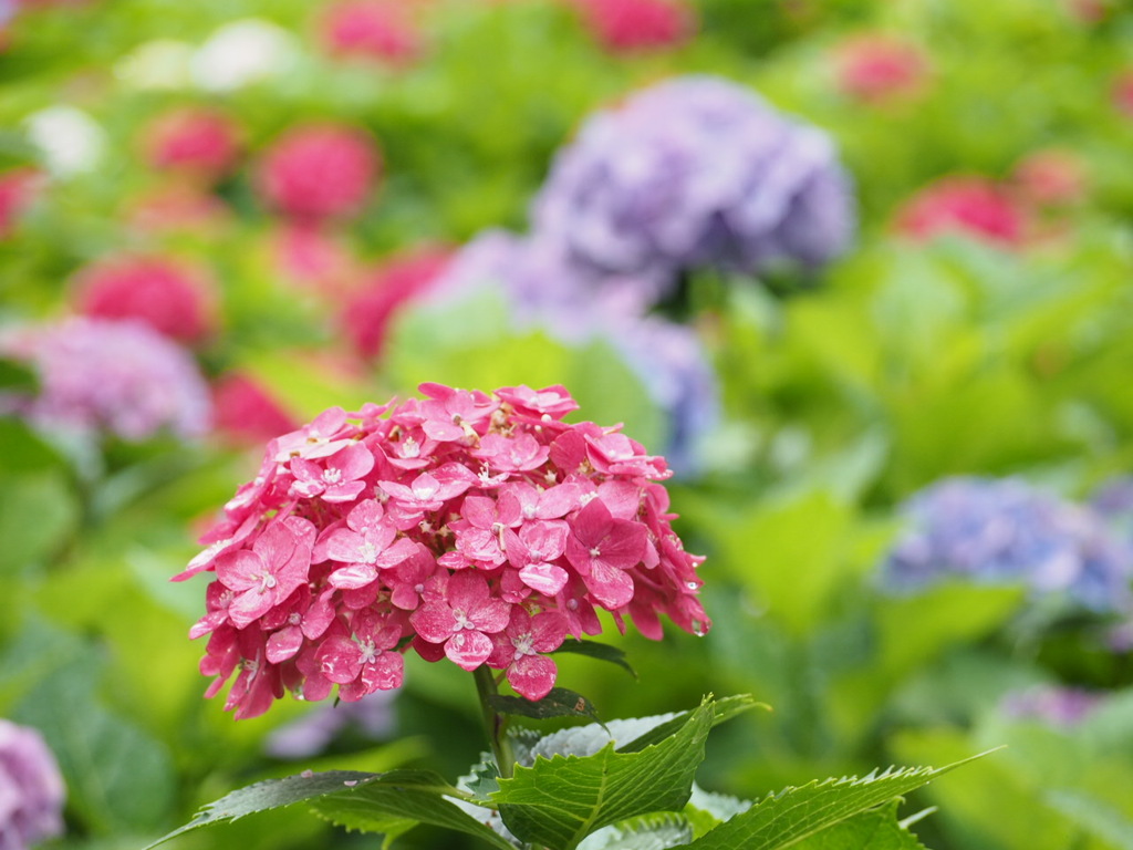 紫陽花寺にて